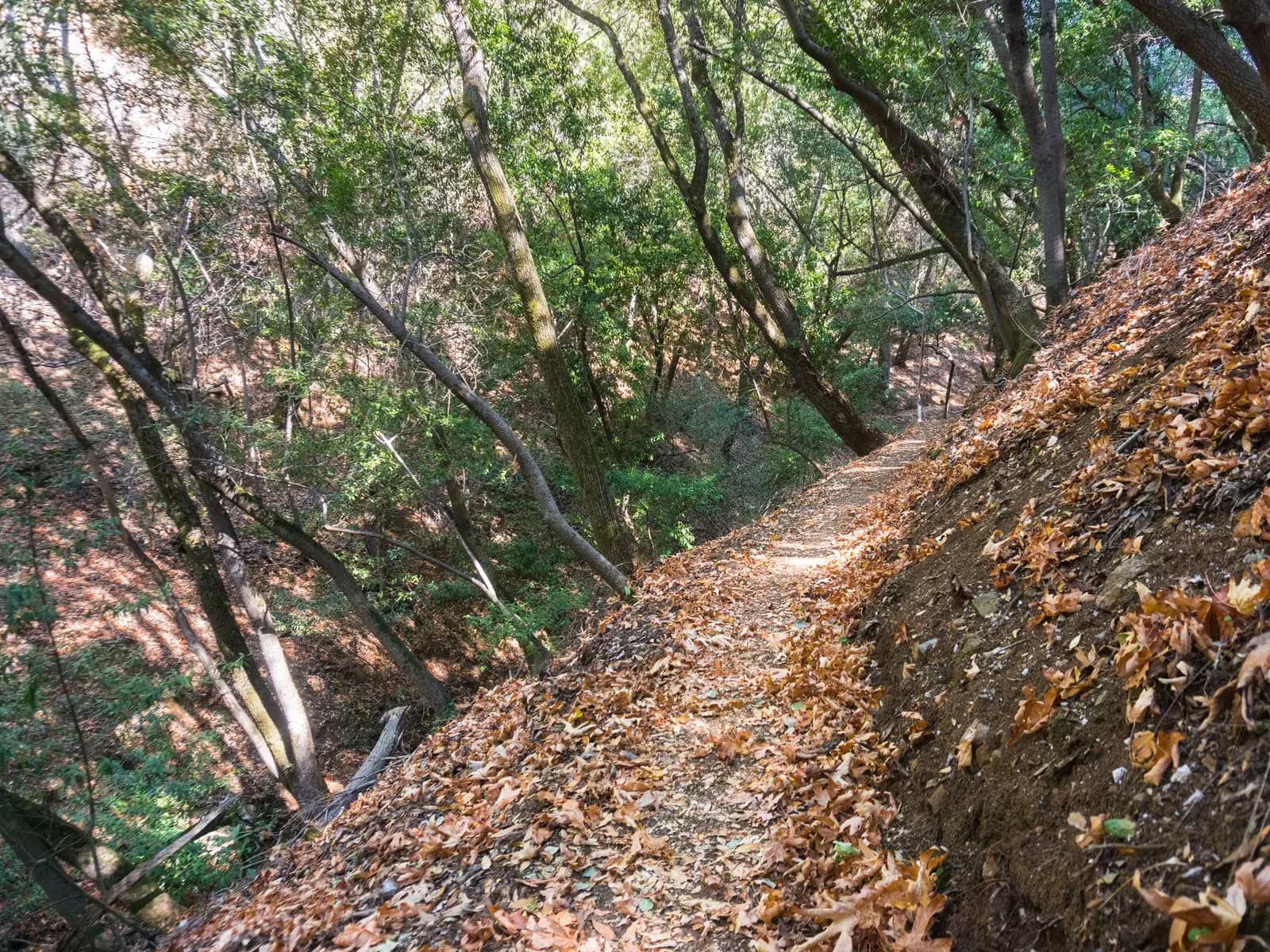 Cleared trail cut through dense woods with the brush mulched back to the tree line