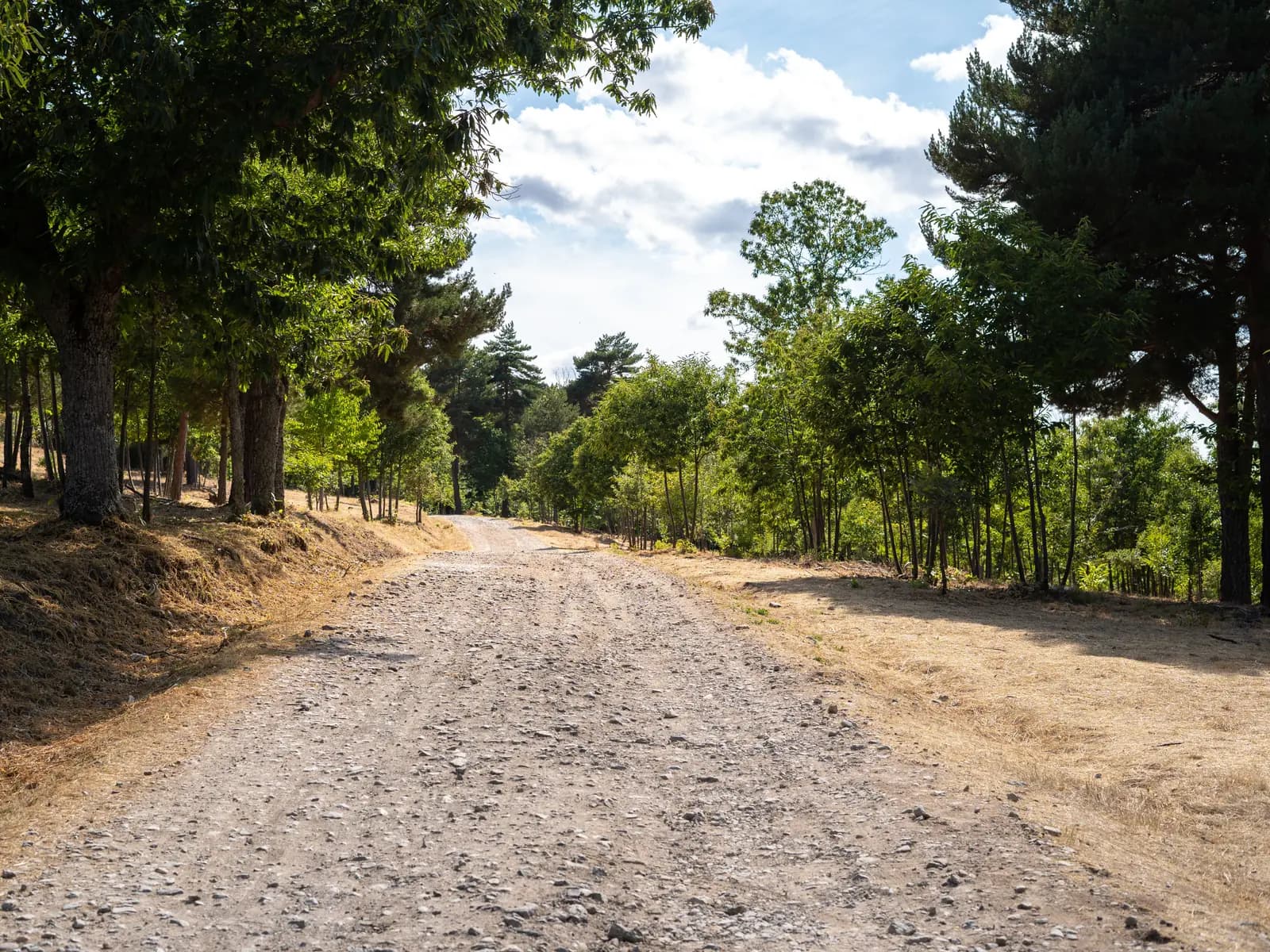 Finished gravel driveway running between tree lines on a rural property