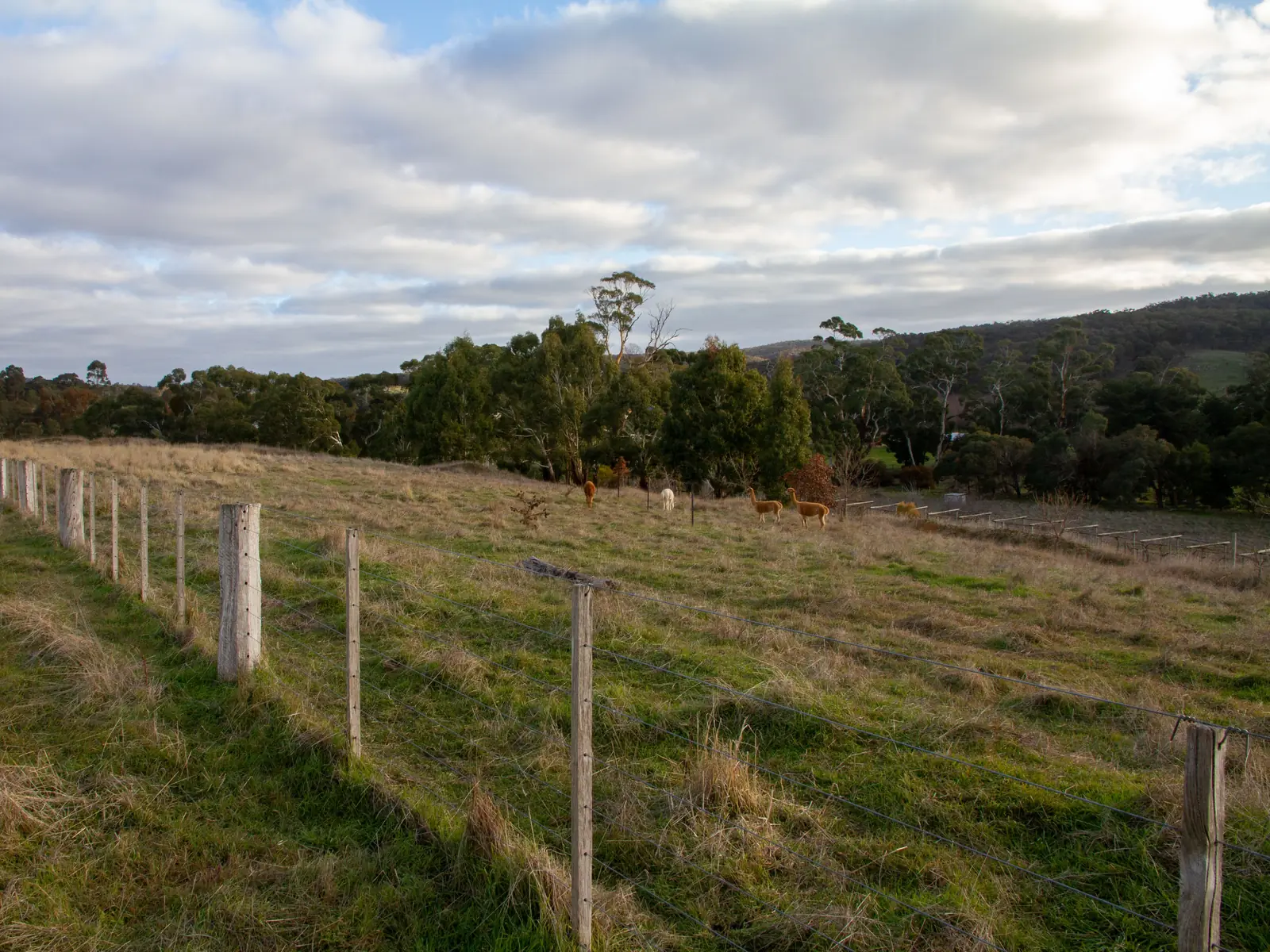 Open pasture with a new fence line running toward the tree line at dusk