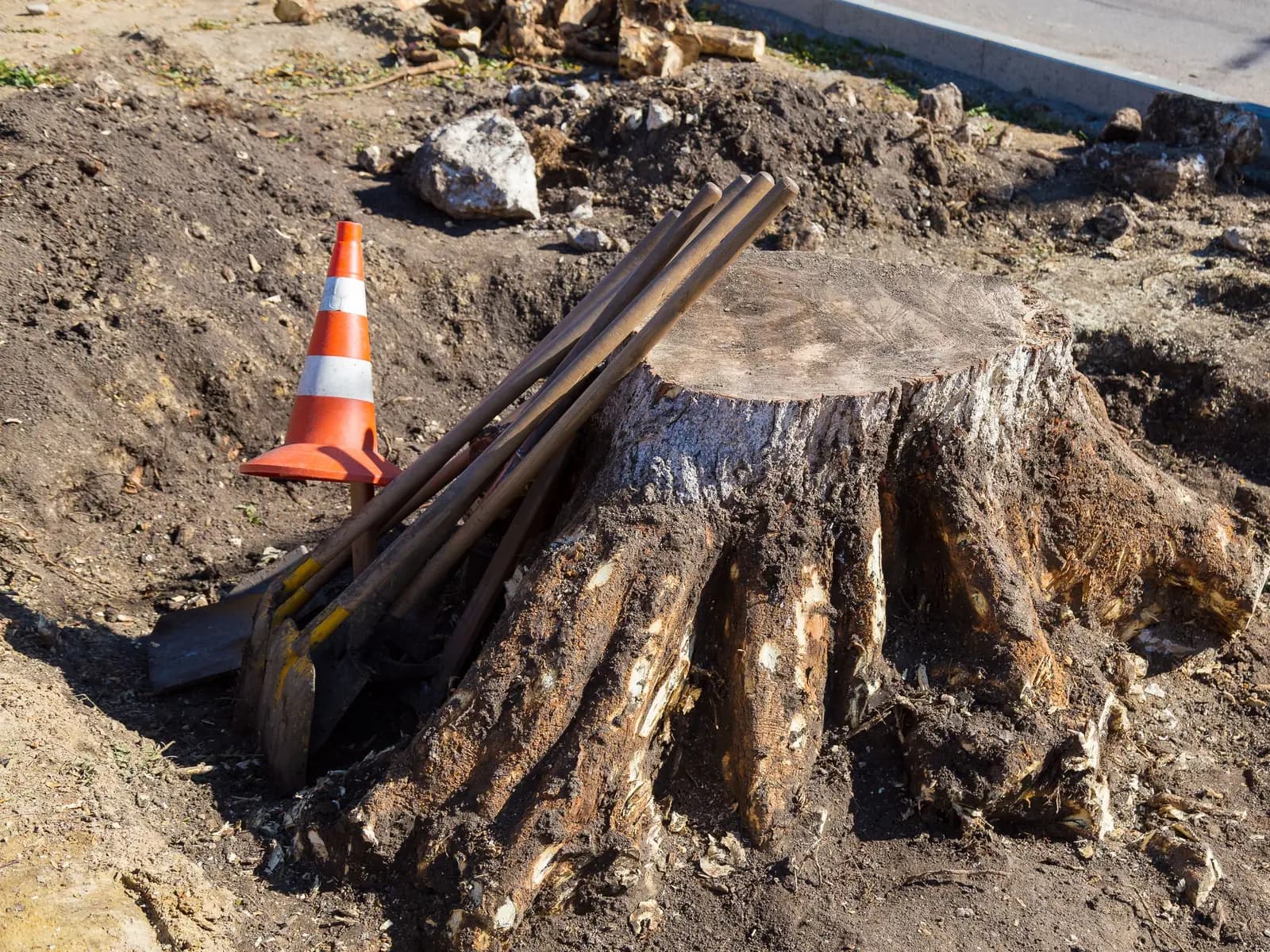 Large tree stump pulled at the edge of a construction site