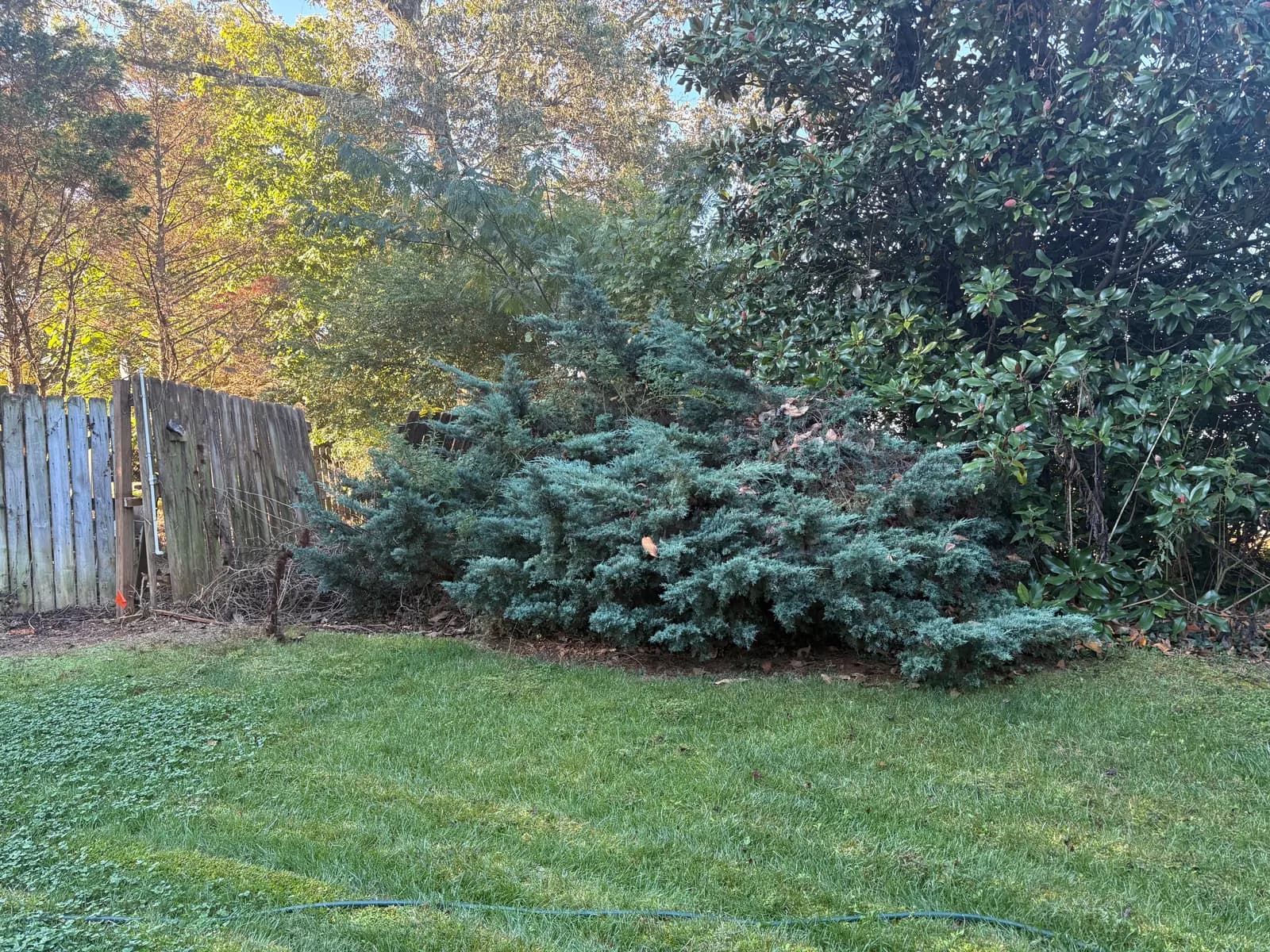 Before underbrush removal: overgrown juniper and brush crowding a backyard fence line