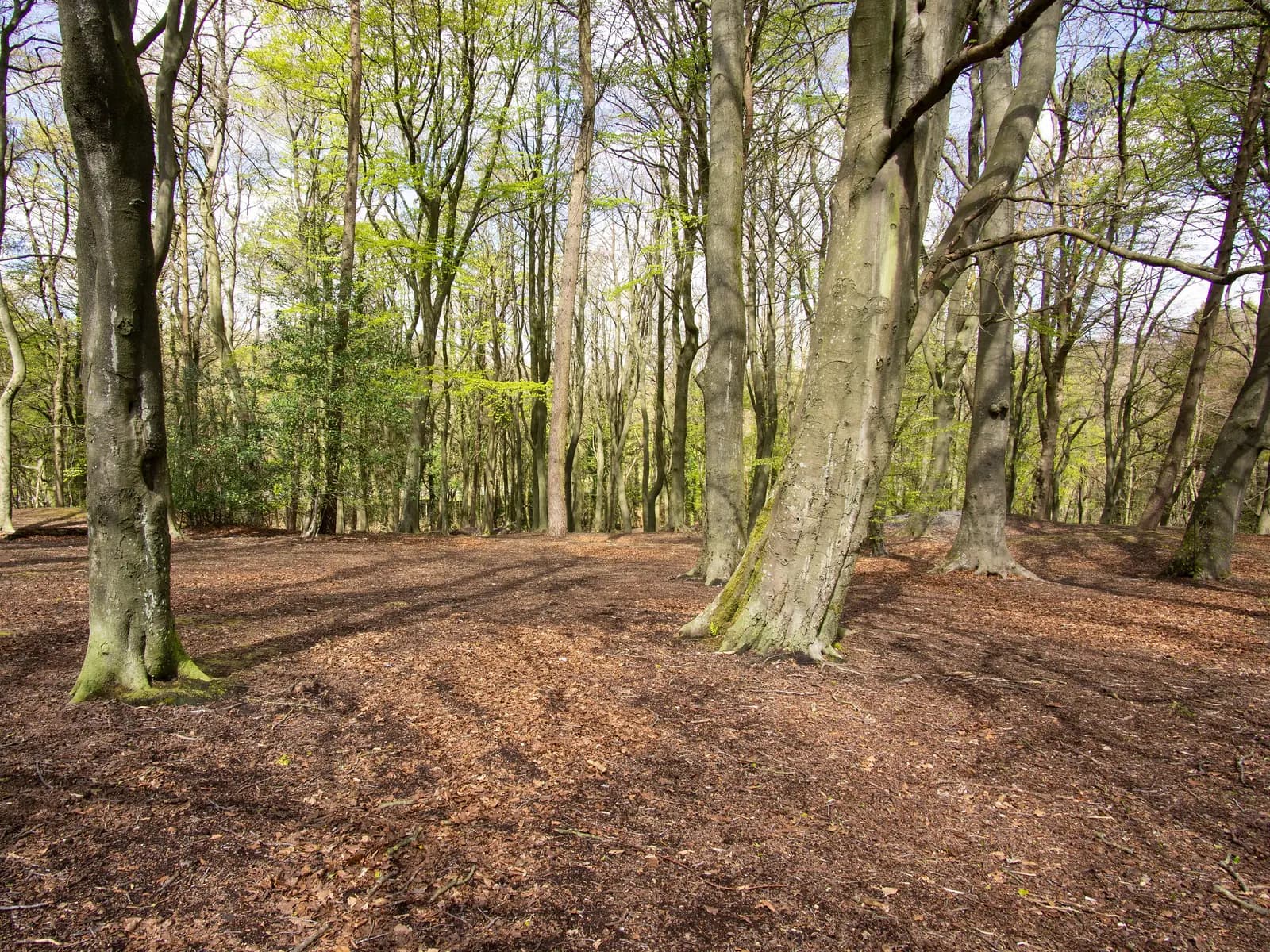 Open woodland floor with mature trees left standing after underbrush removal