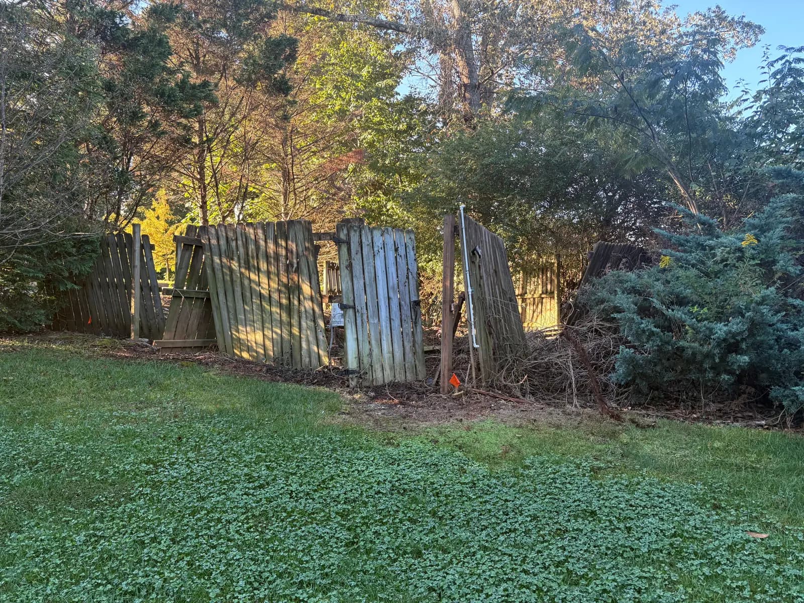 Before underbrush removal: an overgrown backyard fence line with brush, vines and a leaning wood fence